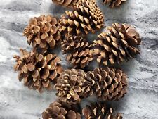 pine scented cones cinnamon for sale  Prophetstown
