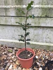Holly plants approx for sale  COLCHESTER