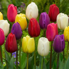 Bulbi tulipano triumph usato  Corato