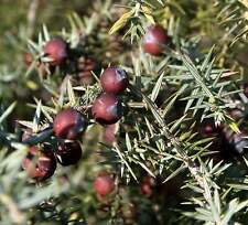 Juniperus oxycedrus macrocarpa usato  Napoli