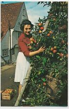 Kent apple picking for sale  BOURNEMOUTH
