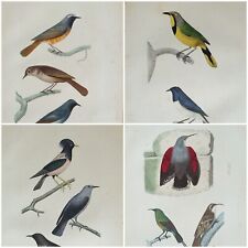 Gravures oiseaux originales d'occasion  Épernay