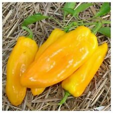 Used, PEPPER SWEET - MARCONI GOLDEN - 50 SEEDS for sale  Shipping to South Africa