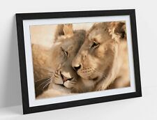 Lions love wildlife for sale  LONDONDERRY