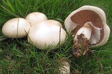Weisser anis champignon gebraucht kaufen  Unterlüß