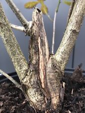 Yamadori oak bonsai for sale  LIVERPOOL