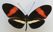 Entomologie Heliconius Melpomene Rose A1 Peru Hand Dye (Mars 2024), used for sale  Shipping to South Africa