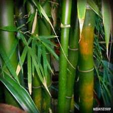 bambu piante usato  Arezzo