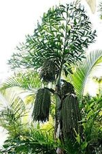 Fischschwanz palme caryota gebraucht kaufen  Schmidmühlen