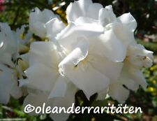 Oleander plant mont for sale  Shipping to Ireland