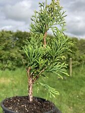 Thuja plicata copper for sale  WIGTON