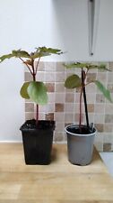 ricinus communis for sale  HIGH WYCOMBE