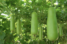 Indian bottle gourd for sale  Glendale Heights