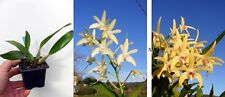 Dendrobium brimbank orchidée d'occasion  Puy-l'Évêque