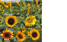 Sonnenblumen mischung 200 gebraucht kaufen  Waghäusel