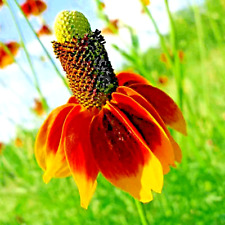 Mexican hat seeds for sale  Greenville