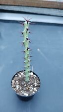 Euphorbia angustiflora caudex gebraucht kaufen  Coswig