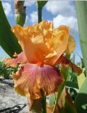 Iris germanica rocket for sale  CRANBROOK