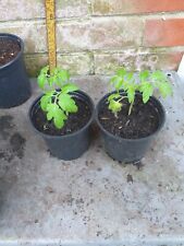 Tomato plants 10.5cm for sale  SOUTHAMPTON