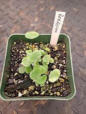 Lotus leaved maidenhair for sale  Pittsfield