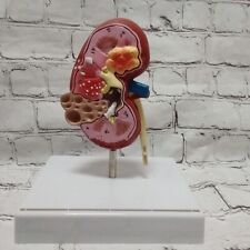 anatomical model for sale  Shipping to South Africa