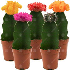 Disco cactus mix for sale  UK