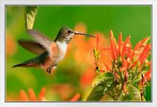 Hummingbird flight photo for sale  Mount Vernon