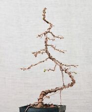 larice bonsai usato  Merate