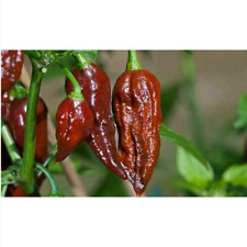 Cioccolato bhut jolokia usato  Trappeto