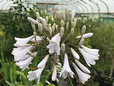 Agapanthus windsor grey for sale  TROWBRIDGE