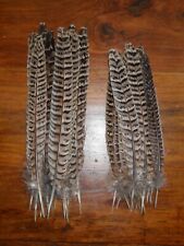 Hen pheasant tail for sale  ABERDEEN