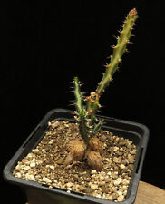 Euphorbia vandermerwei caudex for sale  Shipping to Ireland