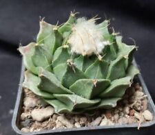 OBREGONIA DENEGRII from seed 7.3 CM! ariocarpus aztekium copiaa astrophytum  for sale  Shipping to South Africa