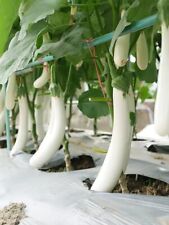 Samen weiße aubergine gebraucht kaufen  Br'haven
