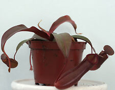 Nepenthes sanguinea live for sale  AMMANFORD