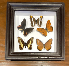 Real butterfly taxidermy for sale  Beachwood