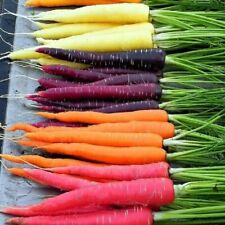 300 rainbow carrot for sale  Julian
