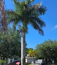 palm tree palm trees for sale  Bradenton