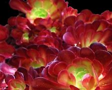 Aeonium voodoo last for sale  MIDDLESBROUGH