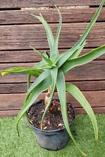 Aloe striatula plant d'occasion  Perpignan-