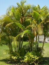 Areca butterfly palm for sale  Huger