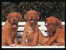 Dog puppy chrome for sale  Trenton