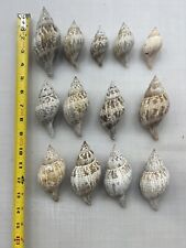 Fasciolaria tulipa Lot Of 13 / Seashells / Conch Shells, used for sale  Shipping to South Africa
