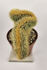 Pachycereus pringlei crested - H 10cm, vase/pot 12cm   for sale  Shipping to South Africa