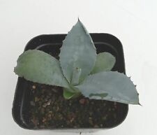 Americana blue agave for sale  Pearl River