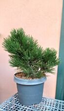 Pinus heldreichii pino usato  Ardea