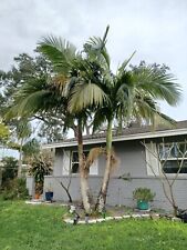 Royal palm tree for sale  Orlando