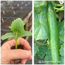 Cucumber plug plant for sale  WOODBRIDGE