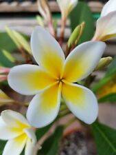 Frangipani plumeria samen gebraucht kaufen  Pfaffenhofen a.d.Ilm