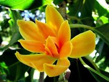 Usado, 20 sementes de magnólia borboleta amarela Yulan magnólia árvore tulipa lírio flor comprar usado  Enviando para Brazil